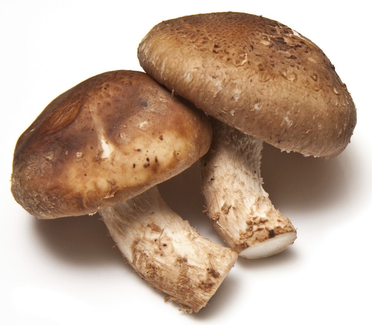 Frozen-shiitake-double-cropped Fresh Frozen Organic Shiitake - Image 1