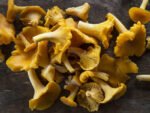 ***FRESH Chanterelle Mushrooms (5lbs) - Image 2